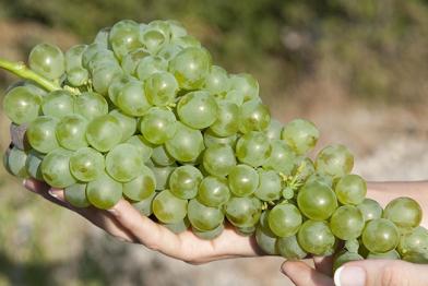 Weintrauben