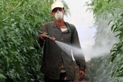 Arbeiter sprühen Pestizide nur mit Mundschutz aus Papier