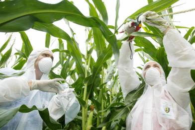 Greenpeace-Aktivisten nehmen Proben von einem Feld mit Gen-Mais