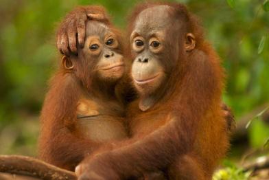 Orang-Utans im Regenwald