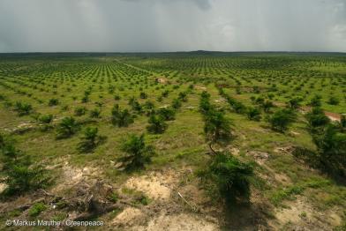 Eine große Palmöl-Plantage mit jungen Ölpalmen