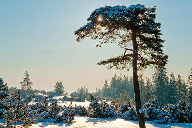 Schwarzwald im Schnee
