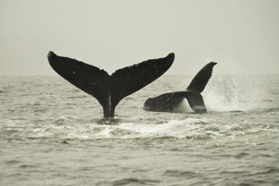 Viele Walarten sind vom aussterben bedroht