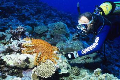 Dornkronenseestern und Taucher im Pazifik