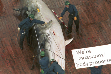 Toter Minkewal an Bord eines Japanischen Walfangschiffes