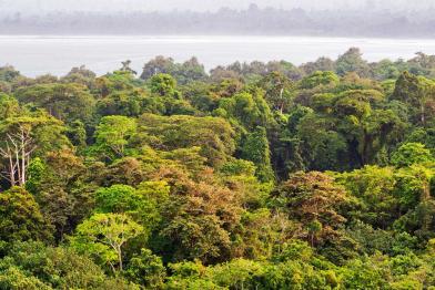 Regenwald in Sumatra, Indonesien