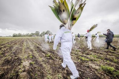 Greenpeace-Aktivisten demonstrieren gegen den Anbau von Gen-Mais