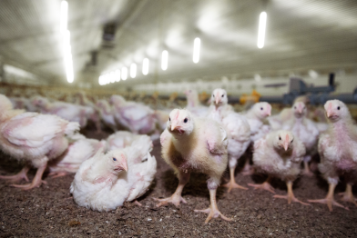 Masthähnchen in einem Norddeutschen Massentier-Stall
