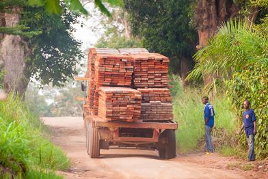 Abtransport illegal geschlagenen Holzes
