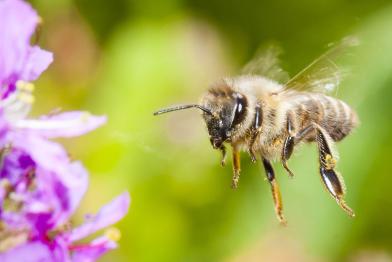 Biene auf Futtersuche