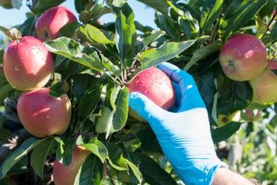 Eine Hand mit blauem Einmalhandschuh greift nach einem Apfel, der neben einem halben Dutzend weiteren Äpfeln an einem Ast hängt.. 