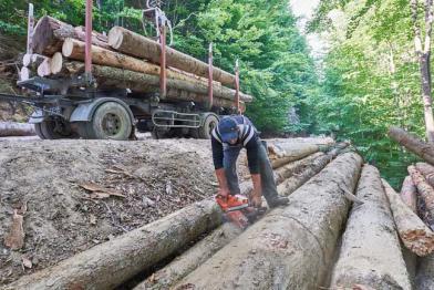 Baumstämme liegen auf dem Boden in einem Wald, ein Mann sägt mit einer Motorsäge an den Stämmen; hinter ihm steht ein LKW, der acht Baumstämme geladen hat.