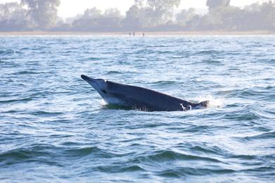 Schnabelwal in der Wohlenberger Wiek