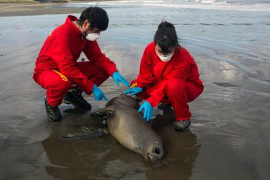 Am Strand von Chiloé sind tausende Meerestiere verendet. Eines von ihnen ist ein Seehund.