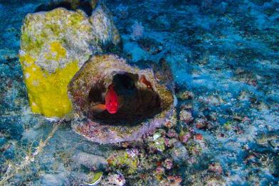 Fisch in Korallenriff