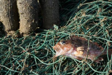 Junger Marmorfelsenfisch in einem Fischernetz in Shidao, Ostküste China.