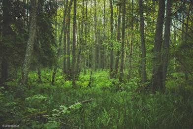Der Bialowieza Wald erstreckt sich an der polnisch-belarussischen Grenze