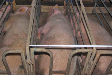 Sauen in Kastenstand-Haltung