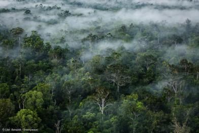 Nebel über Urwald in Papua, Indonesien
