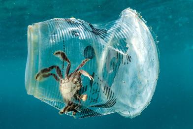 Krebs in Plastikbecher unter Wasser