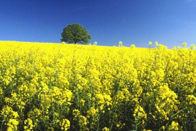 Feld mit blühenden Rapspflanzen