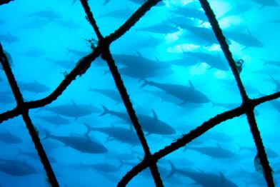 Blauflossen-Thunfisch