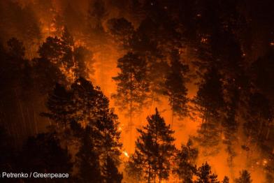 Ein Nadelwald leuchtet Orange vor Feuer
