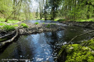 Ein Bach fließt durch einen Wald
