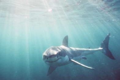 Weißer Hai unterwasser (Carcharodon carcharias) im Juni 1999