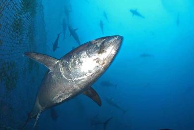Thunfisch (Tuna Mediterranean) im Mittelmeer im Juni 2006 