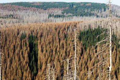 Waldsterben im Harz