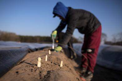 Spargelernte in Brandenburg