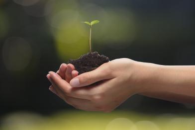Hände halten keimende Pflanze