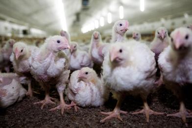 Hühner in Massenhaltung