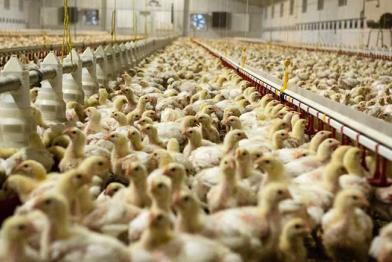 Massentierhaltung: Hühner in einem Stall