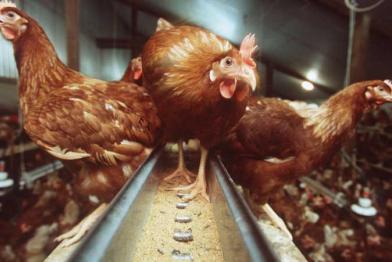 Hühner in einem Stall picken Futter von einem Fließband.