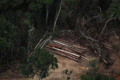 Illegaler Holzeinschlag im Amazonas
