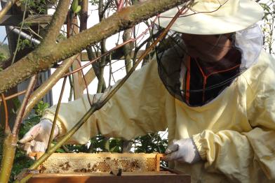 Imker Lukas aus Kassel mit seinem Bienenstock