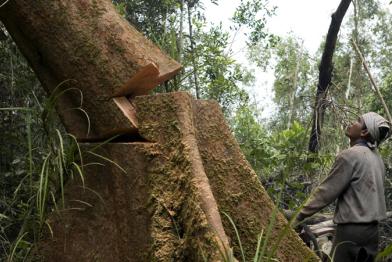 Regenwaldzerstörung in Indonesien 03/19/2008