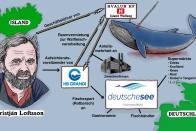 Infografik: Verbindungen von Deutsche See zum Walfang