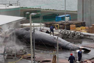 Hvalfjordur/Island: Ein Wal wird zerlegt.