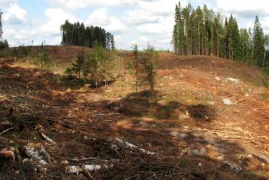 Kanadas Wälder sind bedroht