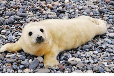 Kegelrobbe auf einer Düne bei Helgoland, Dezember 20009