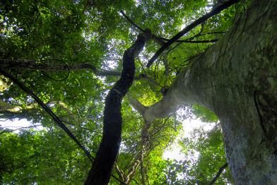 Urwaldriese im Kongo 03/15/2008