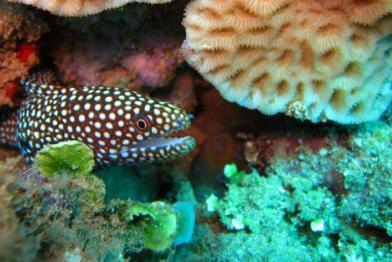 Ein Fisch zwischen einem Korallemriff bei Rapu Island im Pazifik. Juni 2015