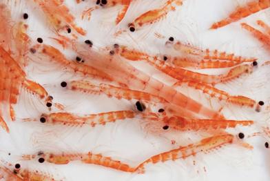 Krillschwarm aus der Nähe vor weißem Hintergrund