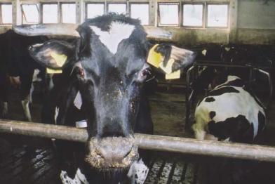 Milchkuh in der Massentierhaltung, Archivbild 2001