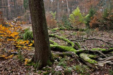 Der Stadtwald Lübeck wird nachhaltig bewirtschaftet. 11/15/2012