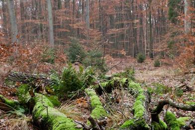 Totholz im Lübecker Stadtwald
