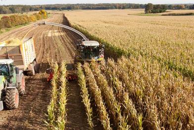 Maisernte in Norddeutschland. Mit Erntemaschinen und Maishäcksler werden die Maispflanzen geschnitten und verarbeitet und auf Lastwagen geladen.
